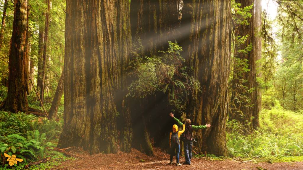 Redwood trees giving and receiving